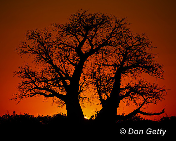 Baobab Tree