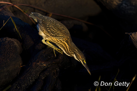 Striated Heron