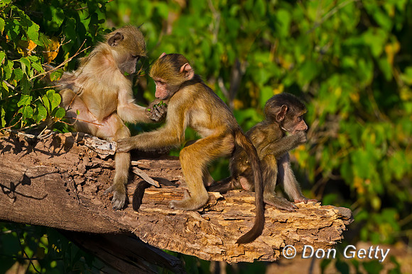 Chacma Baboon