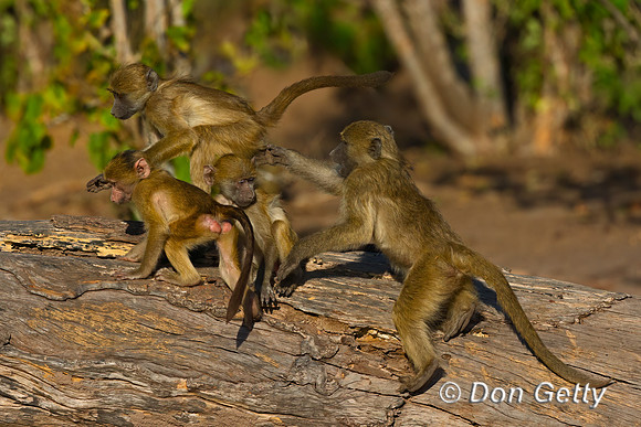 Chacma Baboon
