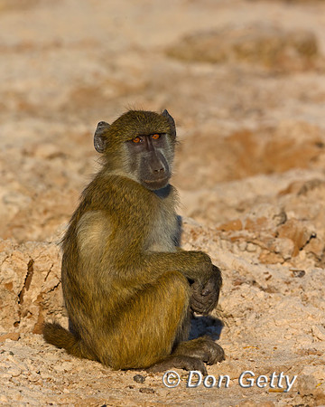 Chacma Baboon