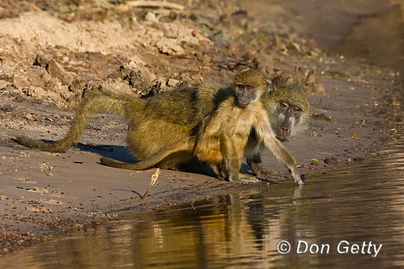 Chacma Baboon