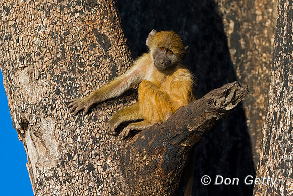 Chacma Baboon