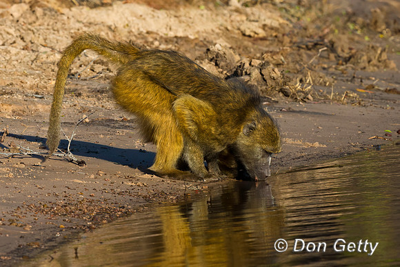 Chacma Baboon