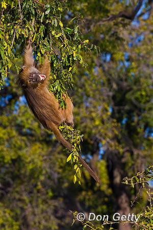 Chacma Baboon