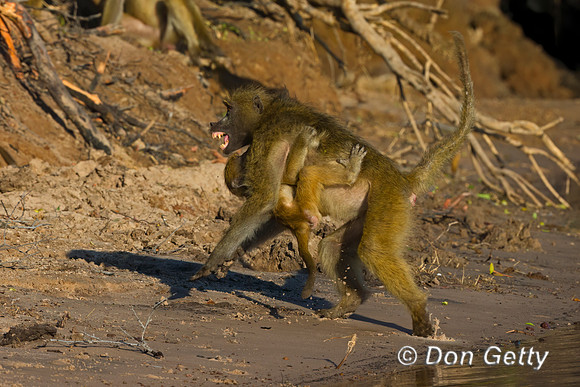 Chacma Baboon