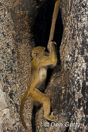 Chacma Baboon