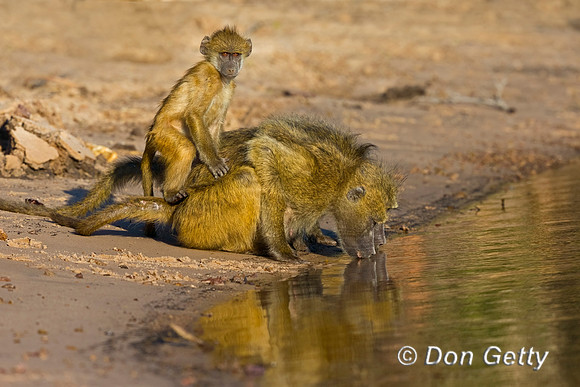 Chacma Baboon