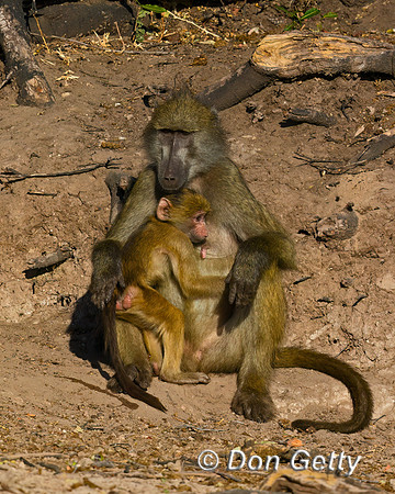 Chacma Baboon
