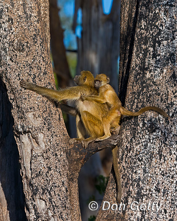 Chacma Baboon