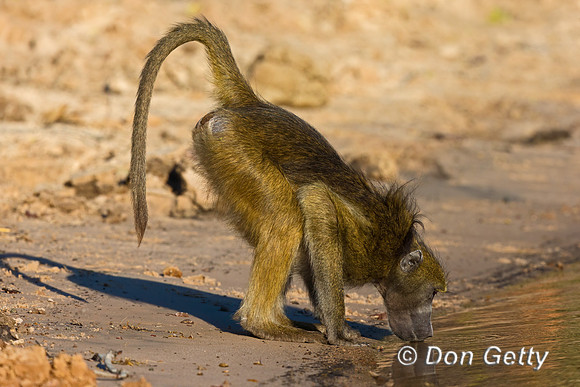 Chacma Baboon