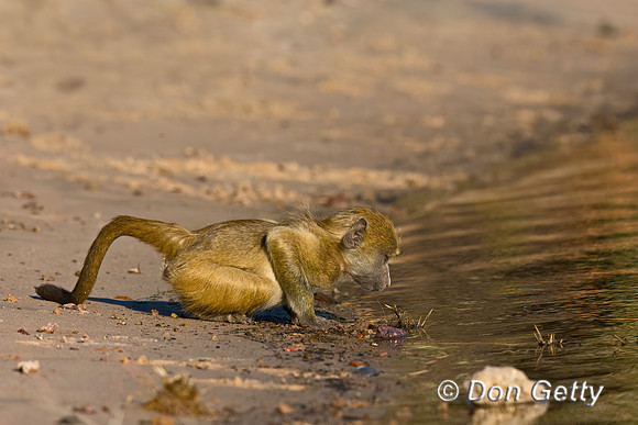 Chacma Baboon