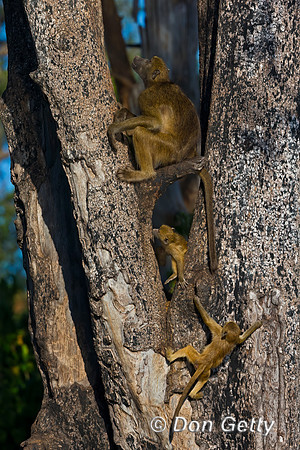 Chacma Baboon