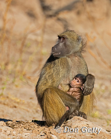 Chacma Baboon