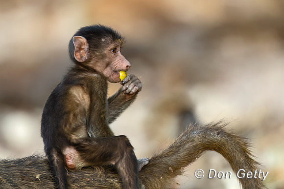 Chacma Baboon