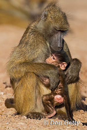 Chacma Baboon
