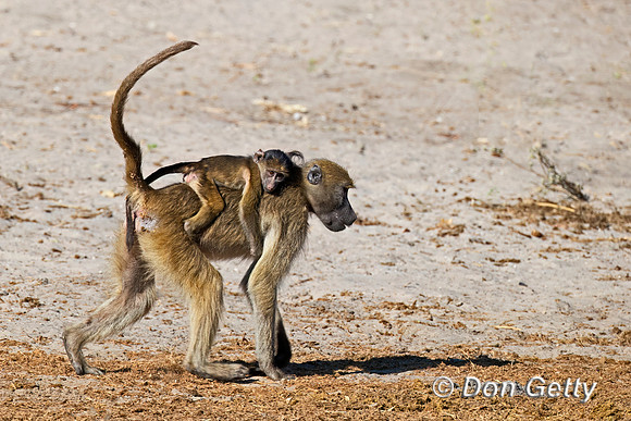 Chacma Baboon