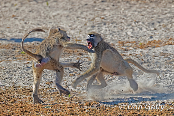 Chacma Baboon