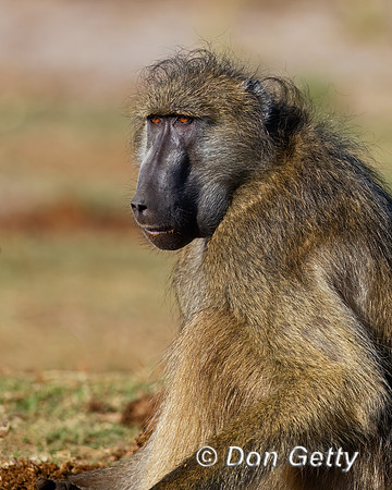 Chacma Baboon