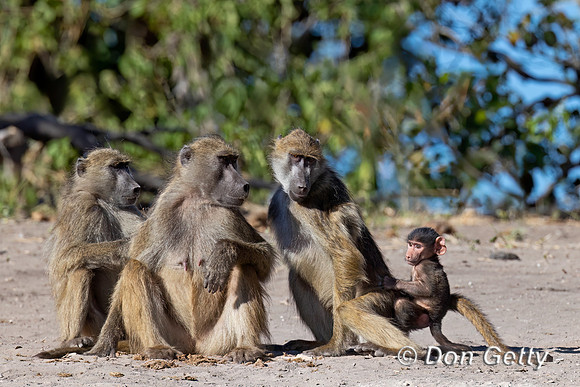 Chacma Baboon