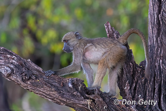 Chacma Baboon