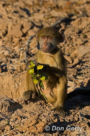 Chacma Baboon