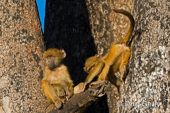 Chacma Baboon