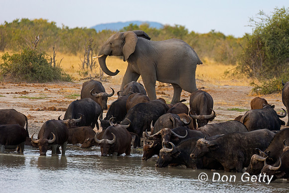 African Buffalo