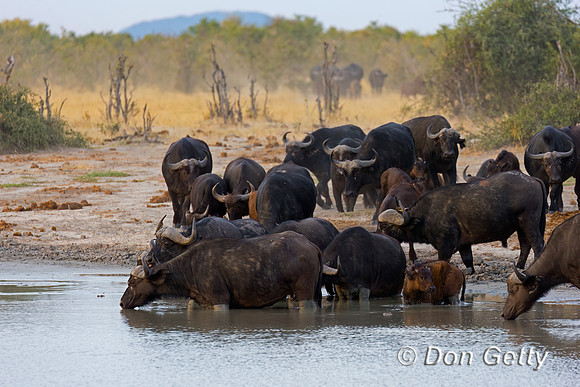 African Buffalo
