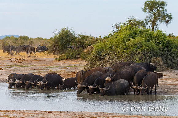 African Buffalo