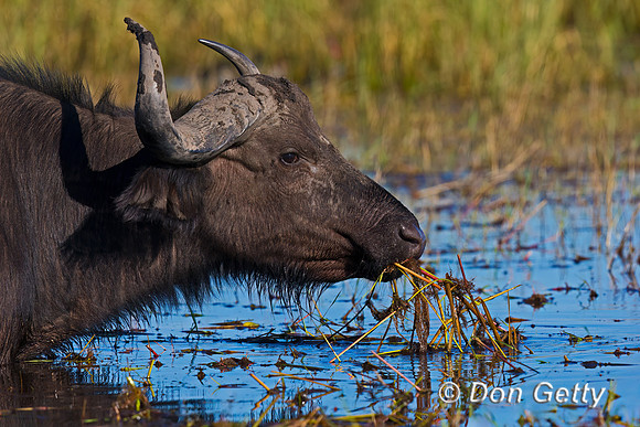 African Buffalo