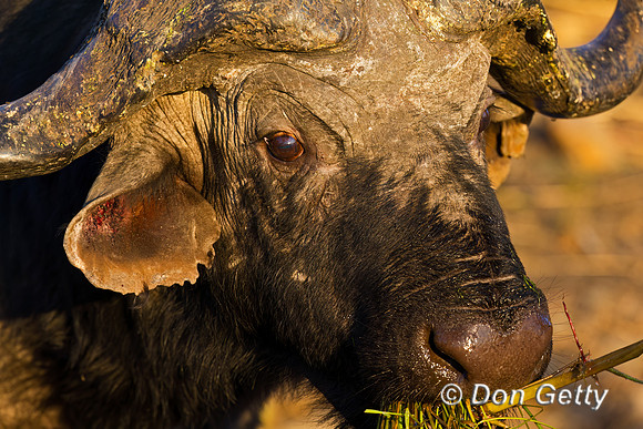 African Buffalo