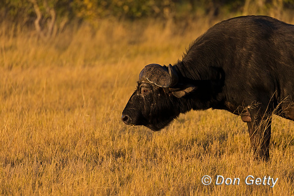 African Buffalo