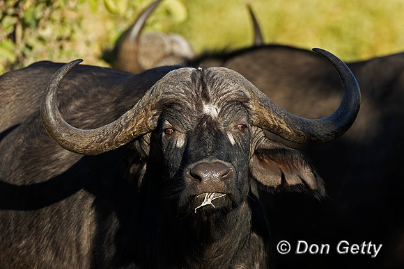 African Buffalo