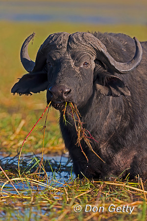 African Buffalo