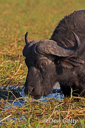 African Buffalo