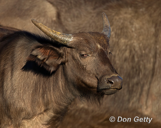African Buffalo