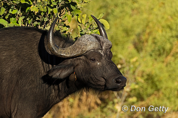 African Buffalo