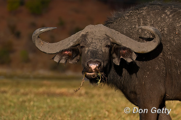 African Buffalo