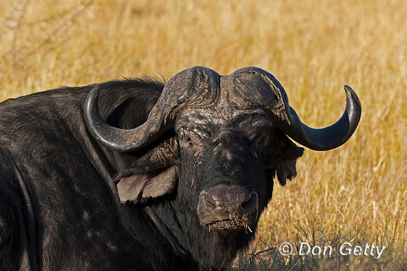 African Buffalo