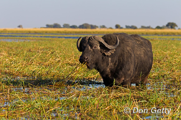 African Buffalo