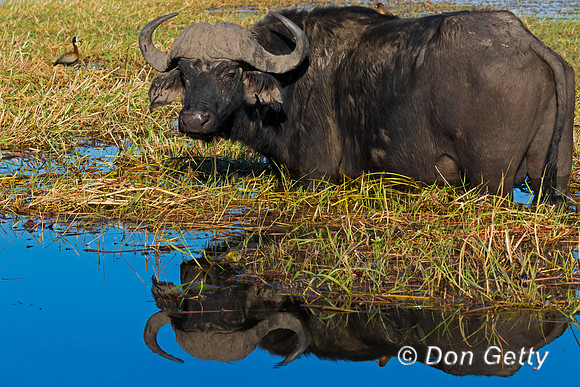 African Buffalo