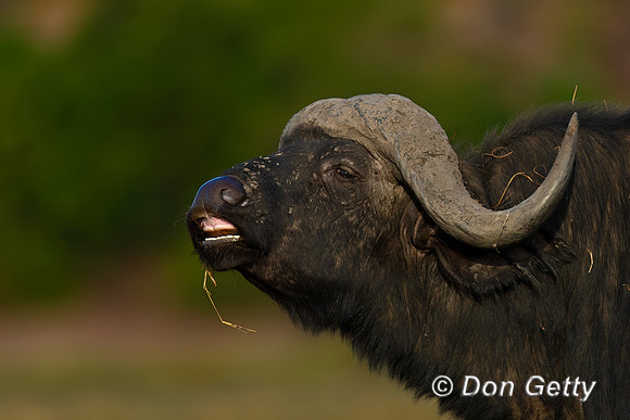 African Buffalo
