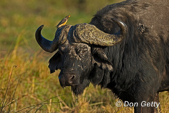 African Buffalo