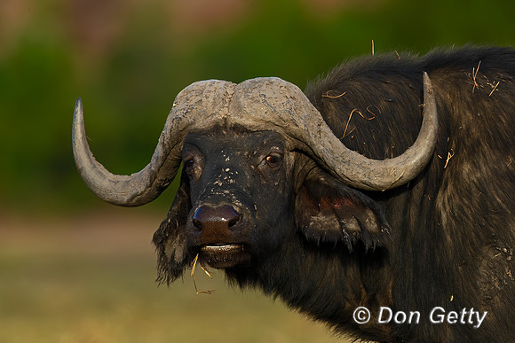 African Buffalo