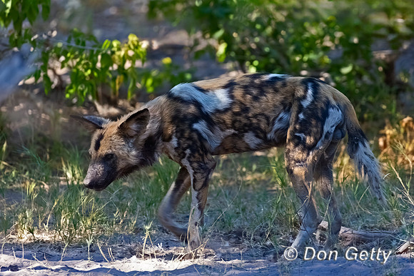 African Wild Dog