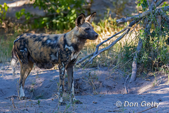 African Wild Dog