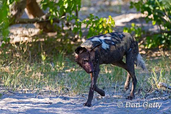 African Wild Dog