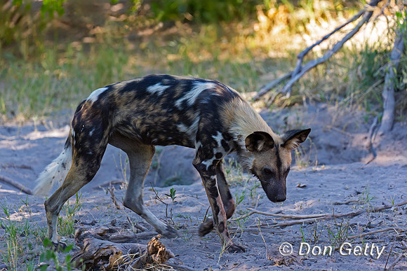 African Wild Dog