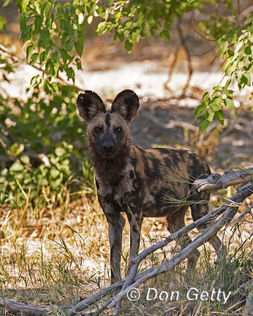 African Wild Dog